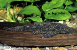 Ancistrus_sp_Rio_Abuna.jpg