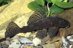 Ancistrus_sp_UPPER_RIO_NEGRO_.jpg