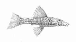 Ancistrus_xenocara_latifrons_regan_1904_800.jpg