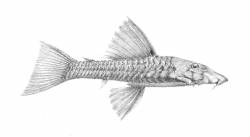 Ancistrus_xenocara_latifrons_regan_1904_800.jpg