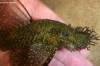 -Ancistrus_sp_Gold_Spot_male_in_hand_lores_.jpg