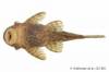 Ancistrus_brevipinnis_MCP_25902_fm_ven.jpg