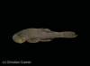 Ancistrus_jataiensis_HT_MCP_35244_c.jpg