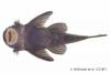 Ancistrus_megacanthus_HT_ven.jpg
