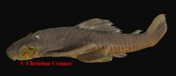 Lasiancistrus_guapore_HT28678_b.jpg