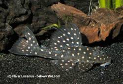 H_roseopunctatus_by_below_water_Oliver_Lucanus.jpeg