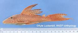 Hemiancistrus_niceforoi_2_Luckenbill_Kyle_ANSP_70511_Holotype_-_C.jpg