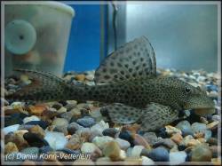 Hypostomus-Hypostomus_sp_.jpg