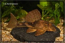 Hypostomus_L419_0001_850.jpg