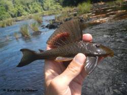 Hypostomus_Nickerie_36101.JPG