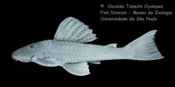 Hypostomus_agna_Okayawa_1200.jpg