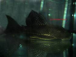 Hypostomus_alatus_Cramer01.jpg