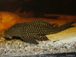 Hypostomus_delimai_Bild01_800.jpg