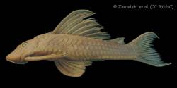 Hypostomus_denticulatus_HT_MZUSP_98770_lat.jpg