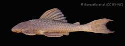 Hypostomus_derbyi_NUP_677_lat.jpg