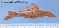 Hypostomus_eptingi_HT_lat_ANSP_69447_1200px.jpg