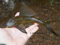 Hypostomus_gymnorhynchus_DSCF0365_C_c.jpg