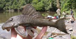 Hypostomus_hemiurus_photo_by_M_H_Sabaj.jpg
