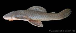 Hypostomus_heraldoi_HT_MZUSP_98771_lat.jpg