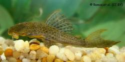 Hypostomus_johnii_UFRN_1800_1200.jpg