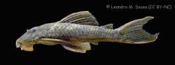 Hypostomus_kuarup_live_MZUSP_94864_800.jpg