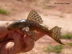 Hypostomus_latirostris_5874.jpg