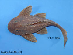 Hypostomus_multidens_PT_MZUEL_3388.jpg