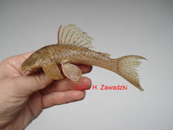 Hypostomus_mutucae_c.jpg