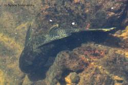 Hypostomus_myersi_SS_1200.jpg