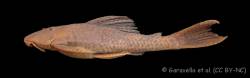 Hypostomus_nigropunctatus_HT_MZUSP_106072_lat.jpg