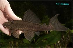 Hypostomus_paulinus_02_600.jpg