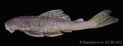 Hypostomus_perdido_HT_MZUSP_111064_lat.jpg