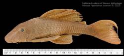 Hypostomus_pusarum_HT_SU_22225_lat_8004.jpg