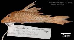Hypostomus_seminudus_HT_MCZ_28981.jpg