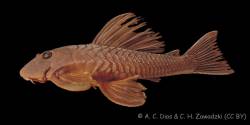 Hypostomus_sp_Ivai1_NUP_2597_lat.jpg