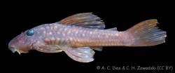 Hypostomus_sp_Ivai2_NUP_3030_lat.jpg