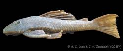 Hypostomus_sp_Ivai4_NUP_4745_lat.jpg