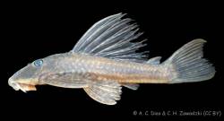 Hypostomus_strigaticeps_AD-CZ_2018_NUP_19618_lat.jpg