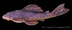 Hypostomus_topavae_AD-CZ_2018_NUP_3745_lat.jpg