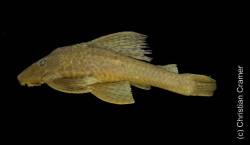 Hypostomus_urugayensis_HT_MCP_11874_b.jpg