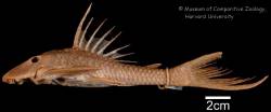 Hypostomus_vaillanti_ST_MCZ_7842_lat.jpg