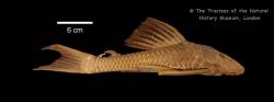 Hypostomus_watwata_NT_BMNH_1932_11_10_31_lat.jpg