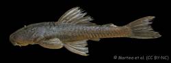 Hypostomus_yaku_HT_DZSJRP_15735_lat.jpg