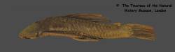 Plecostomus_brevicauda_ST_BMNH1864_1_19_16-17_SL193_5mm_lat.jpg