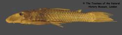 Plecostomus_garmani_HT_BMNH1904_1_28_3_SL207_2mm_lat.jpg