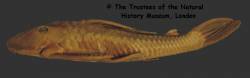 Plecostomus_goyazensis_HT_BMNH1889_11_14_49_SL214_7mm_lat.jpg