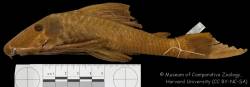 Plecostomus_lima_atropinnis_HT_MCZ_27265_lat.jpg