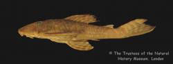 Plecostomus_tietensis_HT_BMNH1905_6_9_1_SL127_9mm_lat.jpg