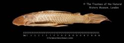 Plecostomus_wuchereri_ST_BMNH_1863_3_27_15_lat.jpg