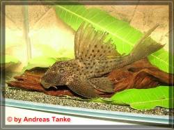 hypostomus_sp_jatapu_-_DSCF4622600.jpg